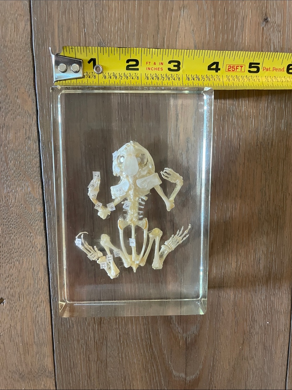 Frog Skeleton! New! - Picture 3 of 10